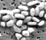 Prawie nie z tej ziemi. Bakterie GFAJ-1 pod mikroskopem