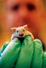 <Wykorzystana do  rozmnażania myszy metoda mogłaby  posłużyć  ludziom,  o ile uda  się pokonać przeszkody techniczne – przyznają Amerykanie