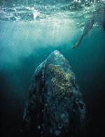 Pływacz szary porzuca Morze Beringa dla wód Kalifornii