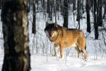 Zimą łatwiej wytropić  w lesie wilka  – zostawia  charakterystyczne tropy, często przy drogach