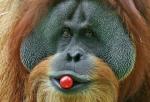 Orangutany, choć tak odległe ludziom, umieją wykorzystywać narzędzia, uczą się od siebie i wykazują zachowania społeczne