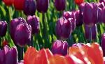 W Holandii rocznie produkuje się 600 milionów cebulek tulipanów