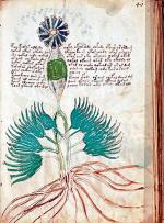 Nie wiadomo, jakie rośliny przedstawia Manuskrypt Voynicha