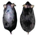 Mysz z lewej  jest jeszcze przed kuracją.  Z prawej strony: ta sama mysz, ale po pięciu zastrzykach astresyny  (fot. UCLA/VA)