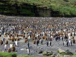 Tysiące królewskich pingwinów.  Te brązowe nie zdążyły się opierzyć