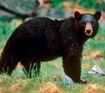 Amerykań-ski czarny niedźwiedź  to mniejszy kuzyn naszego niedźwiedzia brunatnego 