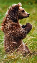 90 niedźwiedzi żyje w naszej części Karpat 