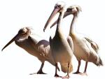 Stado  pelikanów ewa ziółkowska/zoo