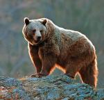 W naszym kraju żyje 80 – 100 niedźwiedzi,  z czego połowa stale migruje między Polską a Słowacją.  U naszego południowego sąsiada niedźwiedzi jest  ok. 800, co roku jest tam wydawane  60 – 80 pozwoleń  na ich odstrzał