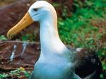 Albatros białolicy
