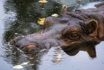 Aniela zmarła ze starości, średnio hipopotamy żyją 40 lat 