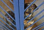 Za znęcanie się nad zwierzętami grozi do roku więzienia, ze szczególnym okrucieństwem – do dwóch lat. Na zdjęciu schronisko  dla zwierząt w Kielcach, do którego trafiają m.in. psy dręczone przez właścicieli