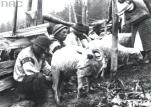 Huculi zajmowali się głównie pasterstwem. Dojenie owiec na połoninie. Rok 1934
