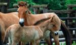 Konie Przewalskiego to jedyny dziko żyjący gatunek koni