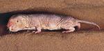 Niezbyt urodziwy kretoszczur dożywa 20 lat