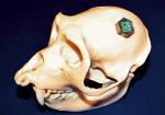 Tak wygląda BioBolt na modelu zwierzęcej czaszki