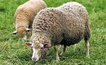 Owce  to ekologiczna alternatywa  dla kosiarek