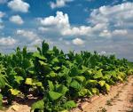 Na plantacjach tytoniu (na zdjęciu we wsi Zbereże na Lubelszczyźnie) pracuje w Polsce ok. 60 tys. osób