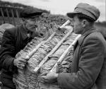 W wielu regionach, np. Małopolsce, z tej uprawy od pokoleń żyją całe rodziny. Na zdjęciu sprzedaż liści tytoniu na targu w 1948 r.
