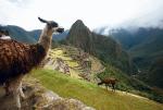 Machu Picchu   było „letnią rezydencją” dziewiątego króla Inków (fot. Karel Navarro)