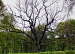 Najsławniejsze polskie drzewo pamięta  czasy Piastów