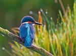 Zimorodek jako prawdziwy niebieski ptak potrafi siedzieć bezczynnie  na gałęzi  całymi kwadransami