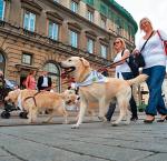 W Paradzie Labradorów maszerowało tysiąc psów. Pojawiły się też wyżły, jamniki  i ratlerki. Nikt ich nie wygryzł