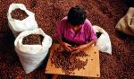 Segregowanie ziaren to jeden z pierwszych etapów produkcji kakao i czekolady