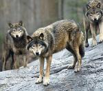 W tym sezonie polowania na wilki  w Szwecji nie będzie  