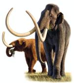  Mastodonty  żyły w lasach Ameryki, mierzyły od 2,5 do 3 m i ważyły do 5 ton. Wyginęły 10 tys. lat temu
