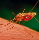 Komary z rodzaju Anopheles roznoszą pierwotniaki wywołujące malarię (fot. James Gathany)