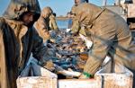 W gospodarstwie rybackim w Starzawie koło Przemyśla trwa odłów karpi na wigilijne stoły. Ryby przenoszone są do zbiorników-magazynów, skąd trafią do sklepów. W tym roku karpie mają być o 10 – 15 proc. droższe niż w ubiegłym. 