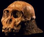Program komputerowy, rzeźbiarz i antropolodzy tworzą na podstawie tej czaszki podobiznę istoty praludzkiej sprzed 1,9 mln lat 