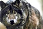 Partia Demokratów Natury nawołuje do wytępienia wilków w całej Szwecji