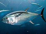 Tuńczyk jest łowiony od lat