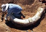 Kieł syberyjskiego mamuta 