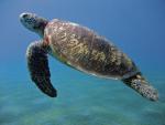 Na archipelagu Sangalaki znajdują się jedne z największych skupisk gniazdowania żółwi zielonych