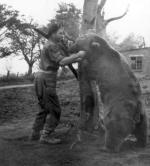 Niedźwiedź Wojtek pod Monte Cassino nosił amunicję na pozycje bojowe artylerii. Na zdjęciu z Franciszkiem Baczorem, żołnierzem II Korpusu Polskiego, Szkocja 1946 r. 