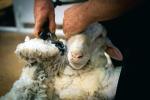 Zawody w strzyżeniu owiec nie są zbyt humanitarną rozrywką
