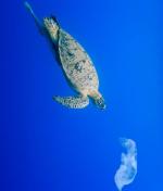 Żółwie często mylą torebki foliowe ze swoim pokarmem – meduzami  