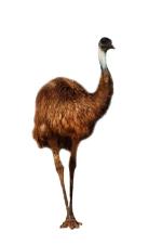 Emu choć jest ich całe stado, to potomstwa dochować się nie mogą 