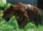 Jaguarzyca Beata z Czech – sława rozrodcza w zoo 