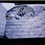 Wczoraj udało się zrobić pierwsze zdjęcia tygrysiątkom