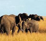Słonie chodzą  gęsiego 