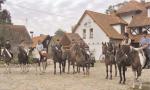 Na konie ze stadniny w Sasku Małym czekają galopy przez puszcze i łąki