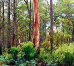 Paliwo z eukaliptusa popłynie za rok