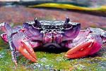 Kolorowy krab żyje  w rzekach Filipin