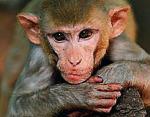 Badania makaków pomogą neurologom