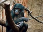 Próbkę do zbadania pobrano od samicy bonobo – Ulindi – mieszkającej w zoo w Lipsku