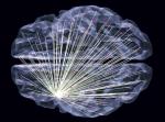 Stworzony przez badaczy model mózgu z siecią połączeń 